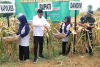 Penen raya jagung hibrida di Guluk-Guluk dianggap gagal.