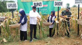 Penen raya jagung hibrida di Guluk-Guluk dianggap gagal.