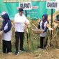 Penen raya jagung hibrida di Guluk-Guluk dianggap gagal.