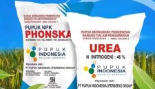 Harga pupuk bersubsidi turun
