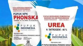 Harga pupuk bersubsidi turun