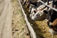 Peternakan sapi. (Istimewa).